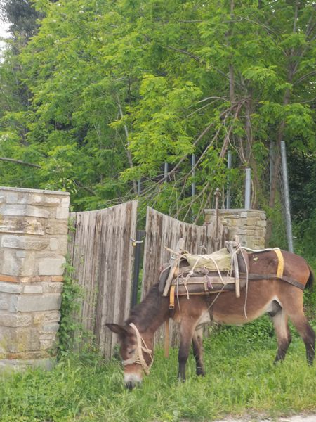 Tiedosto:10 athos il.jpg