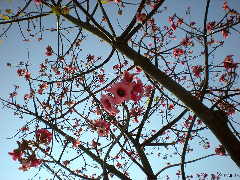 Tiedosto:Rukous08 as.jpg