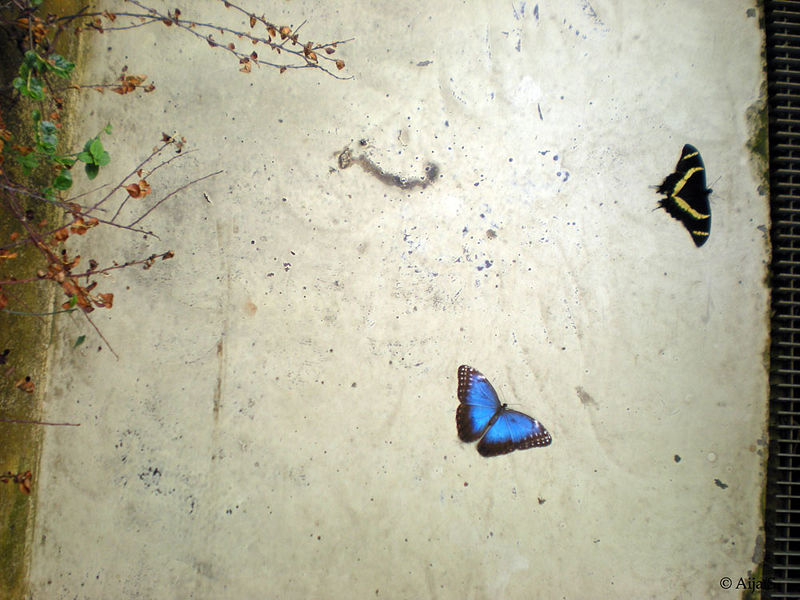 Tiedosto:Rukous01 as.jpg